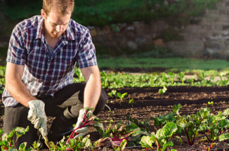 Green Care: A Source of Healing for Veterans Image